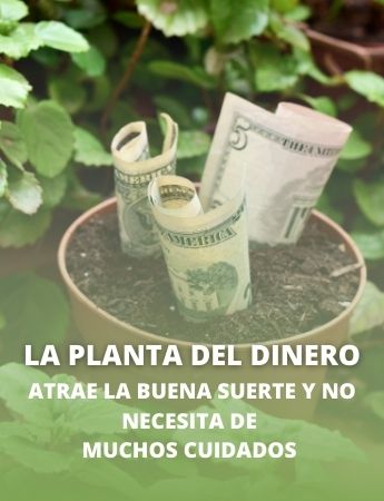 5 Plantas que atraen dinero, prosperidad y fortuna a tu hogar 5