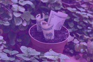 plantas que atraen el dinero