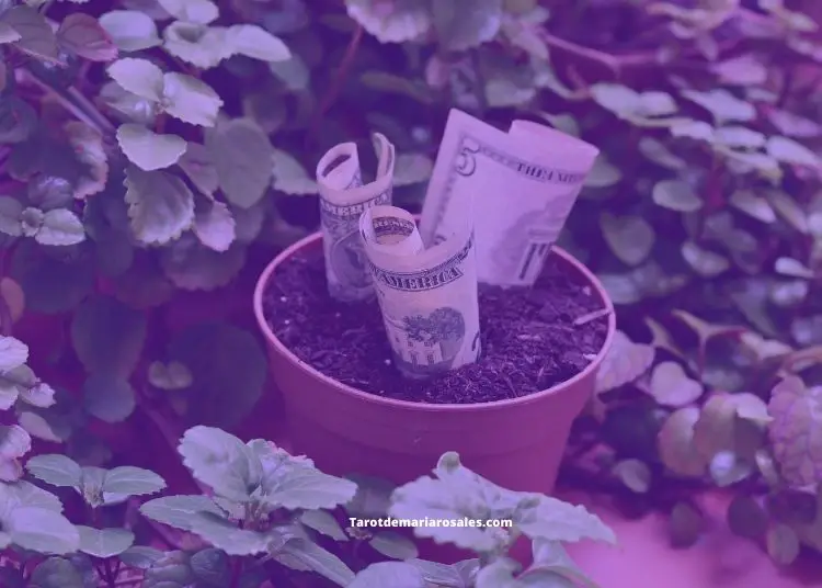 plantas que atraen el dinero