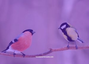 la visita de un pajaro