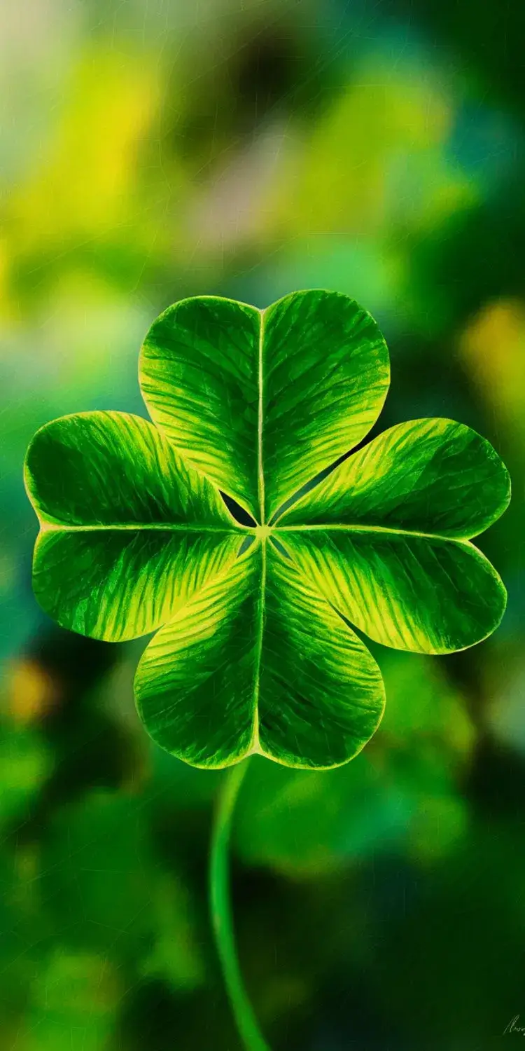 Planta de la fortuna trebol de cuatro hojas (1)