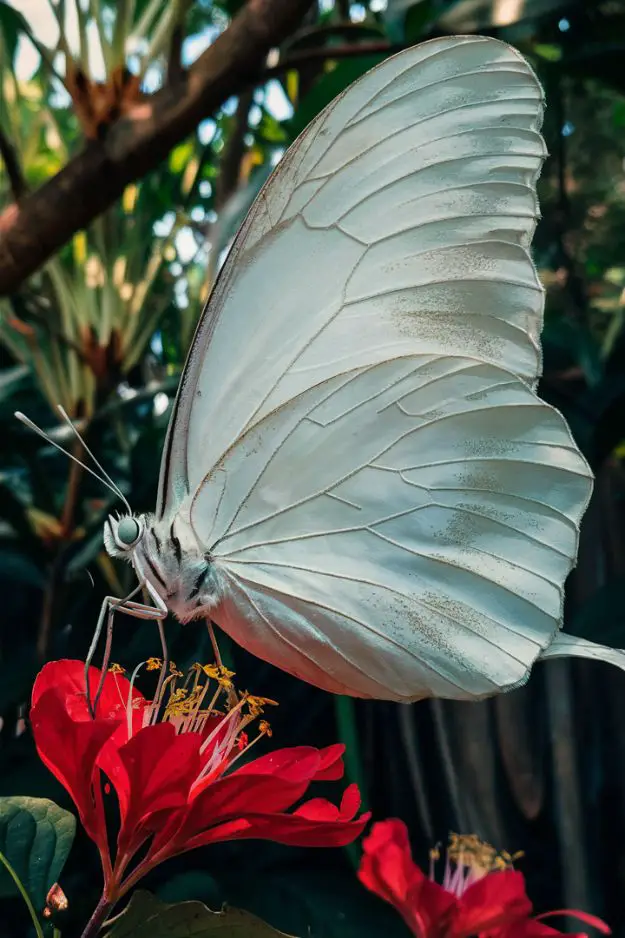 significado de las mariposas blancas